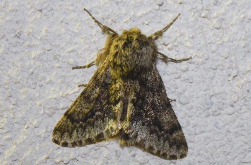 Réf. 243 779 : Apocheima hispidaria